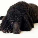 Profile Picture of Sandra Binder (@tele_sandy) on Instagram