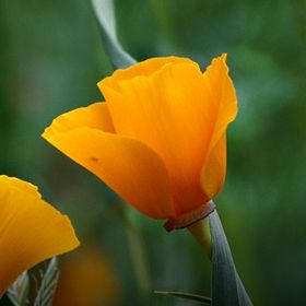 Profile Picture of Dorinda Dillard (@pipersgram53) on Pinterest