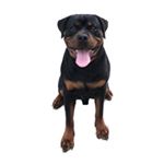 Profile Picture of Bentley Von Gottlich Rott (@therottiebentley) on Instagram