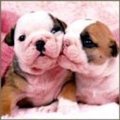 Profile Picture of Josh Parmelee (@JoshParmelee) on Twitter