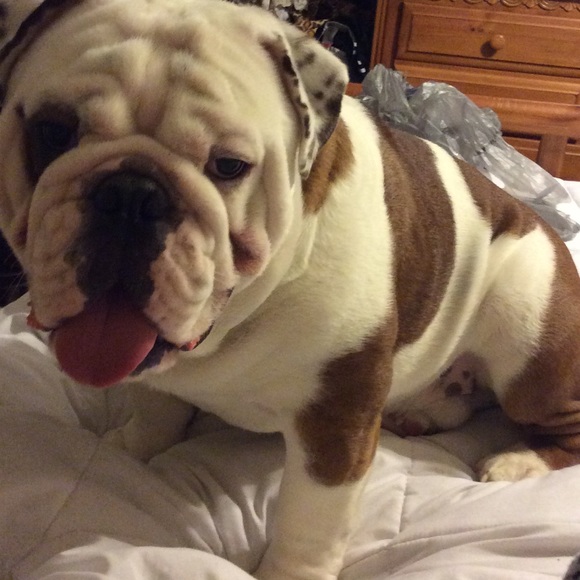 Profile Picture of Alyssa Blumenschein (@lissyblumer8) on Poshmark