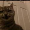 Profile Picture of Curious (@mousebzme) on Tiktok