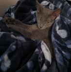 Profile Picture of Gingerbread Coffin (@Gingerbread-Coffin) on Facebook