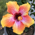 Profile Picture of Stephanie Perakovich Roberts (@mlybrn157) on Instagram