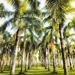 Profile Picture of Jason Love (@shores_and_palms) on Instagram