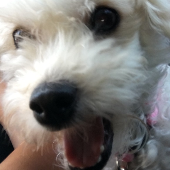 Profile Picture of Lexie :3~ Scialfa (@lscialfa) on Poshmark