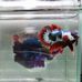 Profile Picture of Chewawan Betta (@chewawan.betta) on Facebook