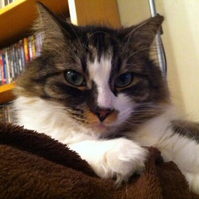 Profile Picture of James Whitefield (@sleepyg10) on Twitter