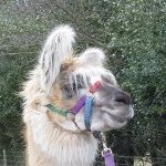 Profile Picture of Robert Knaggs (@robertknaggs) on Instagram