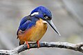 Kingfisher - Wikipedia - Wikipedia Profile Picture of Kingfisher - Wikipediaon Wikipedia