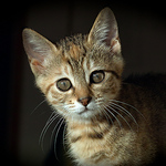 Profile Picture of Asuka Kakizaki (@asukakakizaki) on Flickr