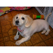 Profile Picture of Howard Bloom (@70hoblo) on Youtube