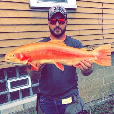 Profile Picture of Joe Casile (@joe_casile) on Twitter