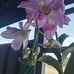 Profile Picture of My Dinh (@my.dinh.9828456) on Facebook