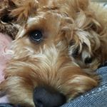 Profile Picture of Buddy Mullen (@little_buddy_cockapoo) on Instagram