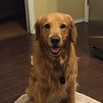 Profile Picture of Cindy Metzger (@arkansas_copperdog) on Instagram