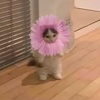 Profile Picture of Barney (@@barneyperry) on Tiktok