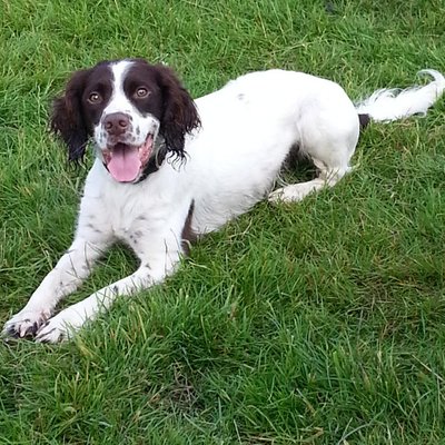 Profile Picture of Quinn Stevens (@QuinnSprocker) on Twitter