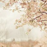 Josh - Instagram Profile Picture of Josh (@dorseyjo485) on Instagram