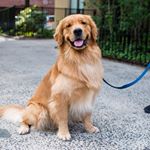 Profile Photo of Brendan Hannon (@brendan_pets_dogs) on Instagram