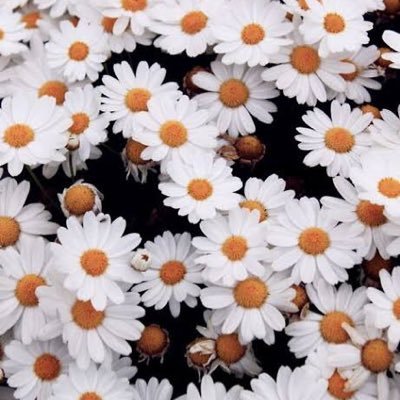 Profile Picture of のどか (@C8KdFU8PiJRwcCs) on Twitter