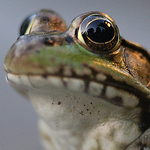 Profile Picture of Chris Randazzo (@cdazzo) on Flickr