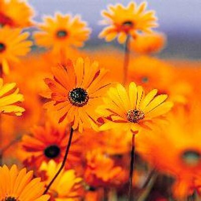 Profile Picture of Dennis Varghese (@DennisVarghese4) on Twitter