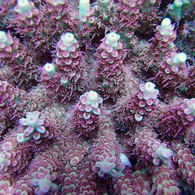 Profile Picture of Reefer14 (@PeterEichler5) on Twitter