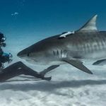 Profile Picture of Phillip Nelson (@tigersreef) on Instagram
