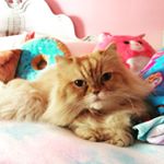 Profile Picture of Rudy & Willow Persian Cats (@rudy_and_willow) on Instagram