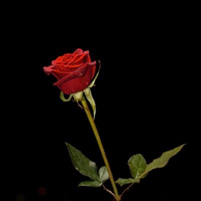 Profile Picture of Rex Renfro (@renfro_rex) on Twitter