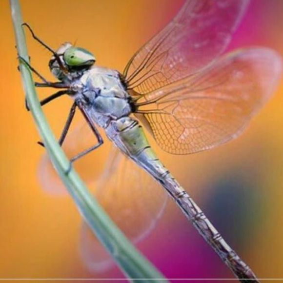 Profile Picture of Allison Kaiser (@ack) on Poshmark