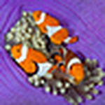 Profile Picture of Amber老鱼 (@amber老鱼) on Flickr