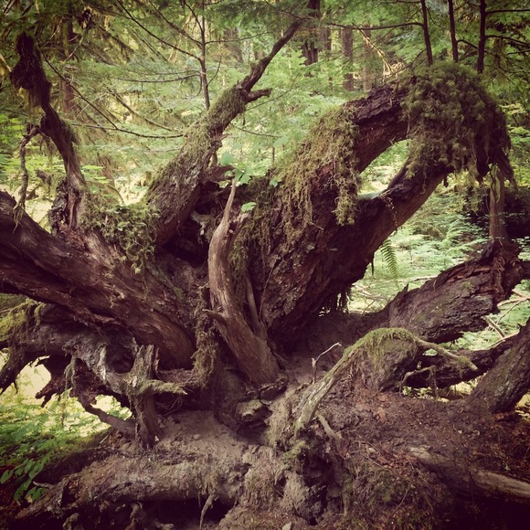 Profile Picture of Shawna West (@sswest81) on Poshmark