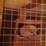 Profile Picture of Speckles Joseph Milner (@specklestheperfectchinchilla) on Instagram