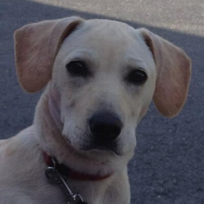 Dan Pryde - Twitter Profile Picture of Dan Pryde (@dan_pryde) on Twitter