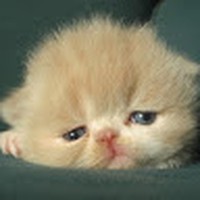 Profile Picture of Celia Duque (@celia-duque) on Quora