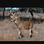 Profile Picture of BRODIE,LOGAN,SIMON,YAHIR (@deerslayers_2.0) on Instagram