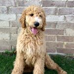 Profile Picture of Archie Caviness (@archiethegoldendoodlee) on Instagram