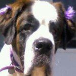 Profile Picture of Lynn Carbone (@lynncarbone) on Instagram