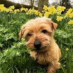 Profile Picture of Doris Kerr (@doristhenorfolkterrier) on Instagram