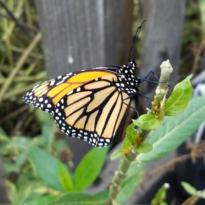 Profile Picture of E J Hoffer (@ErinHof) on Twitter
