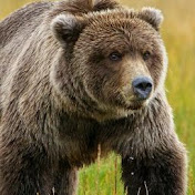 Profile Picture of Bjorn Nelson (@bjornnelson6105) on Youtube