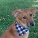 Profile Picture of Anthony Frangipane Jr. (@anthonyfrangipanejr) on Facebook