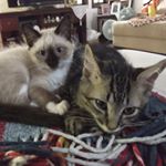 Profile Picture of Frederico & Lara (@irmao_cat) on Instagram