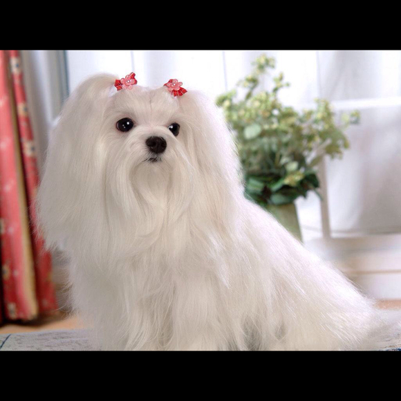 Profile Picture of Carrie Weilandt (@carriew) on Poshmark