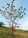 Profile Picture of Amphipterygiumon Wikipedia