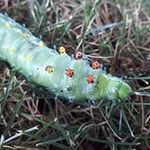 Profile Picture of Steve Alford (@steve.alford.921) on Instagram