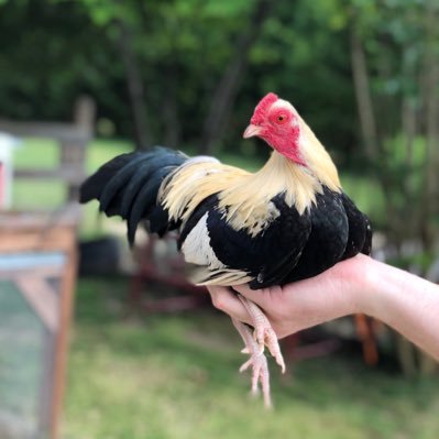 Profile Picture of James Betsill (@bamabetz) on Twitter