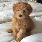 Profile Picture of RALPH WALTER (@manhattanminidoodle) on Instagram